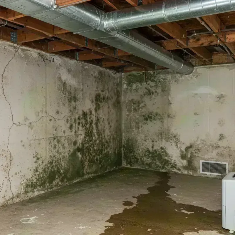 Professional Mold Removal in Morrisville, NC